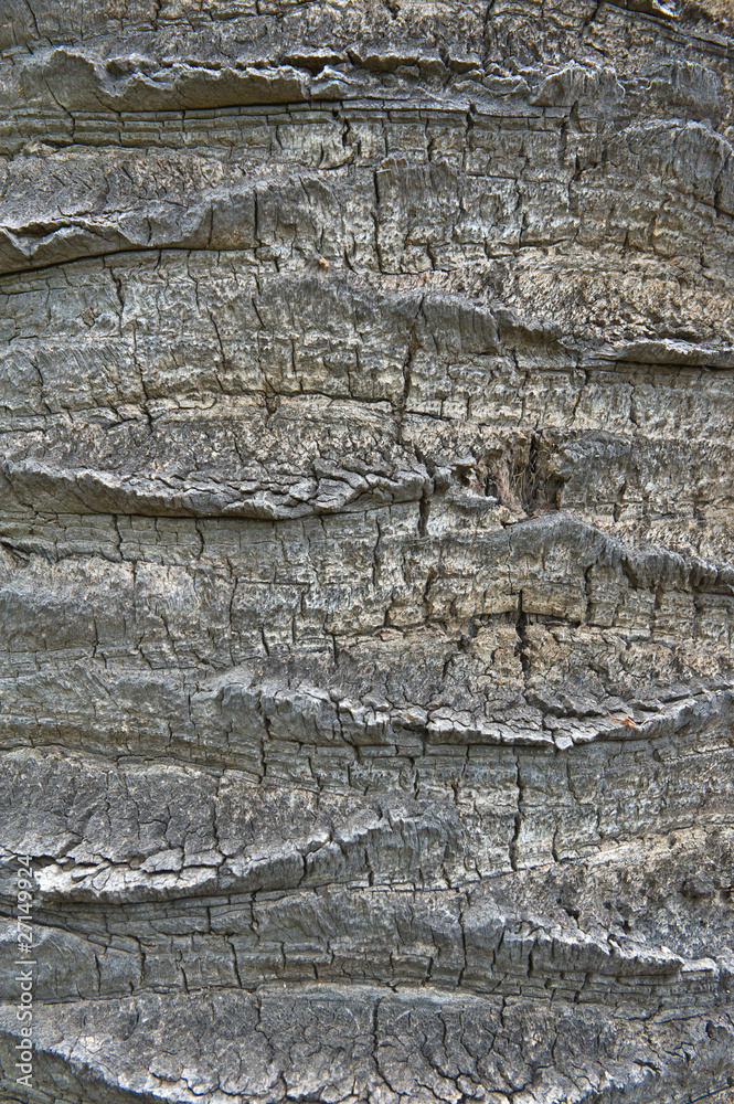 bark of a Canary Island Date Palm bark of a Canary Island Date Palm