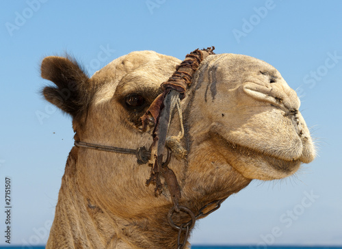 camel in taba