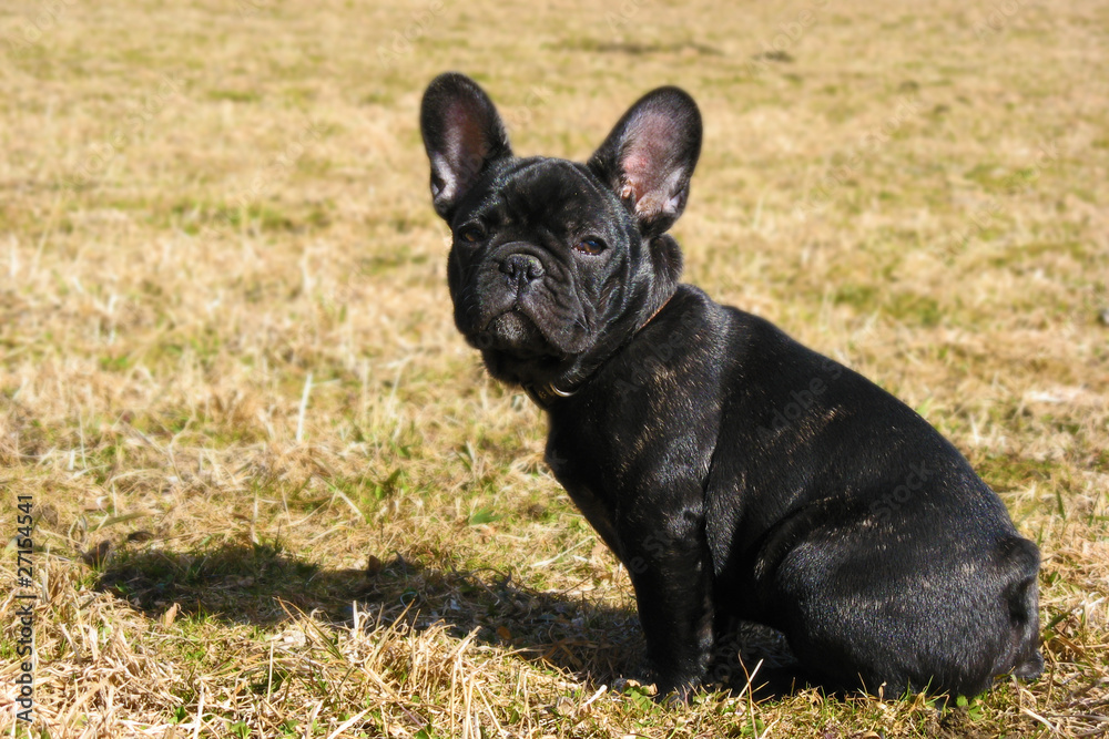 Französische Bulldogge Französische Bulldogge