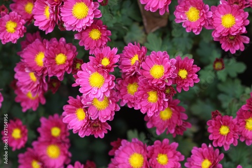 Fototapeta Naklejka Na Ścianę i Meble -  chrysantheme