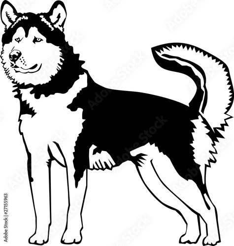 Black and white alaskan malamute