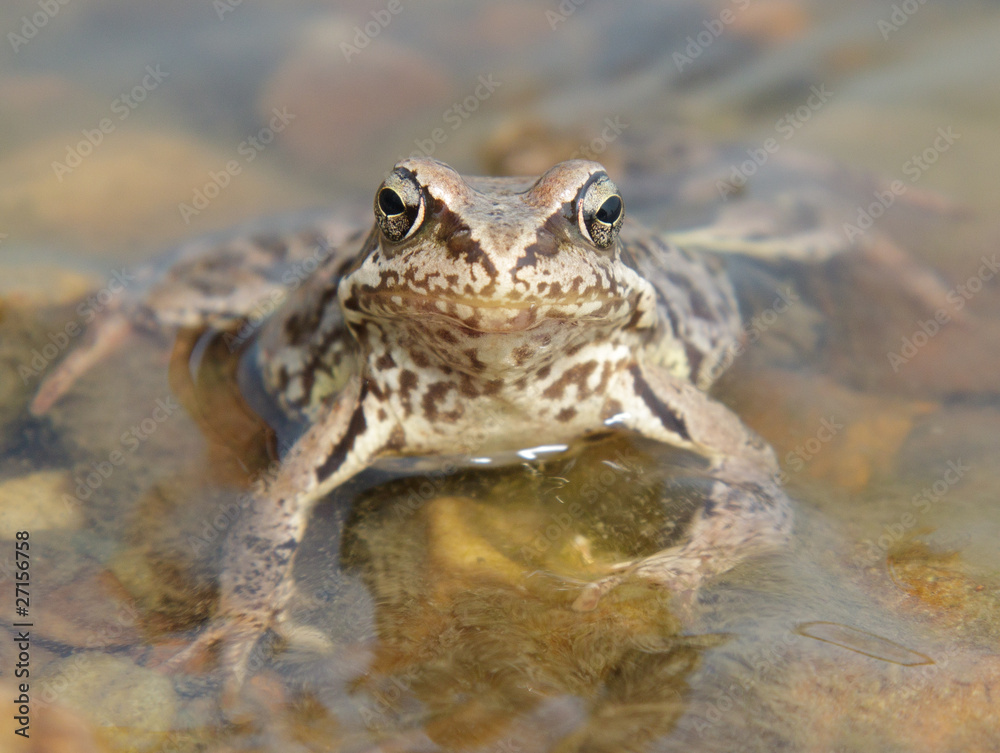 Fototapeta premium Toad