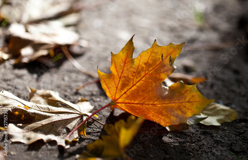 Herbstbild mit verfärbten Ahornblättern