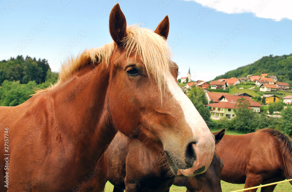 Obraz premium Horse