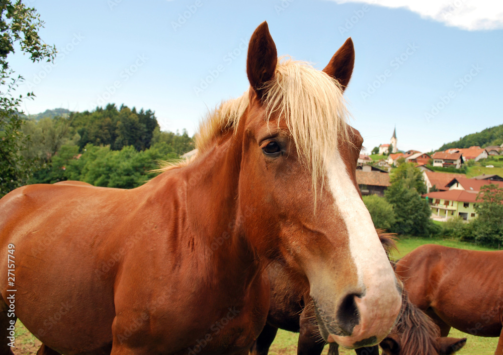 Obraz premium Brown horse mare