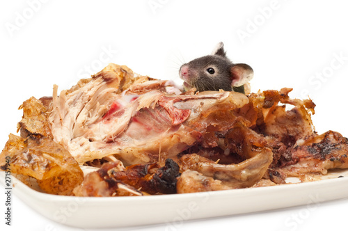 rodent eating cooked chicken isolated