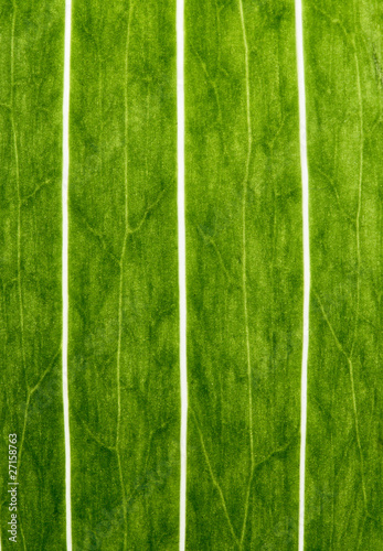 Lily leaf close-up