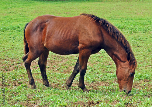 Horse eating grass
