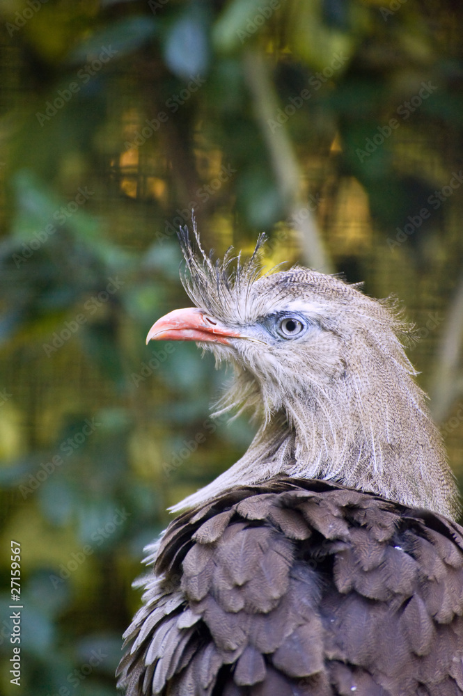 Fototapeta premium Beautiful close up portrait of red legged seriama