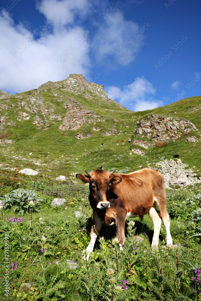 Young bull calf in green grass.Caucasus mountains.
