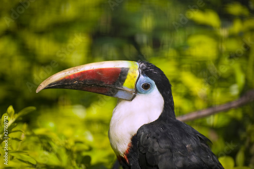 Beautiful profile portrait of red billed toucan