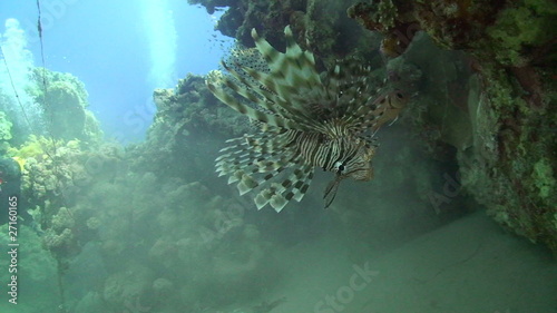Common Lionfish (Pterois miles)
