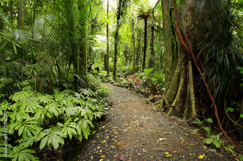 Tropical forest