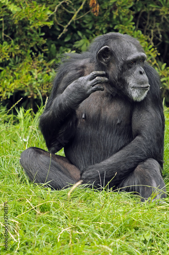 Chimpanzee © Stephen Meese