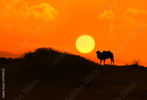 camel with sunset