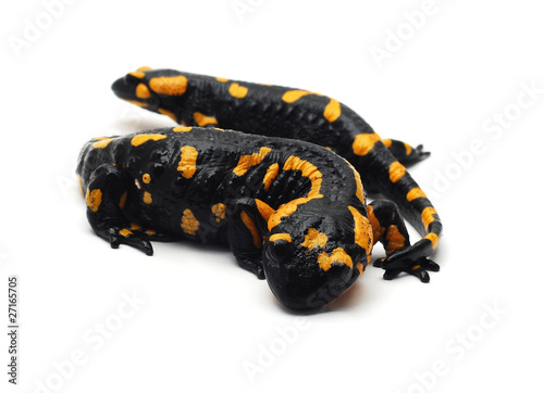 salamander isolated