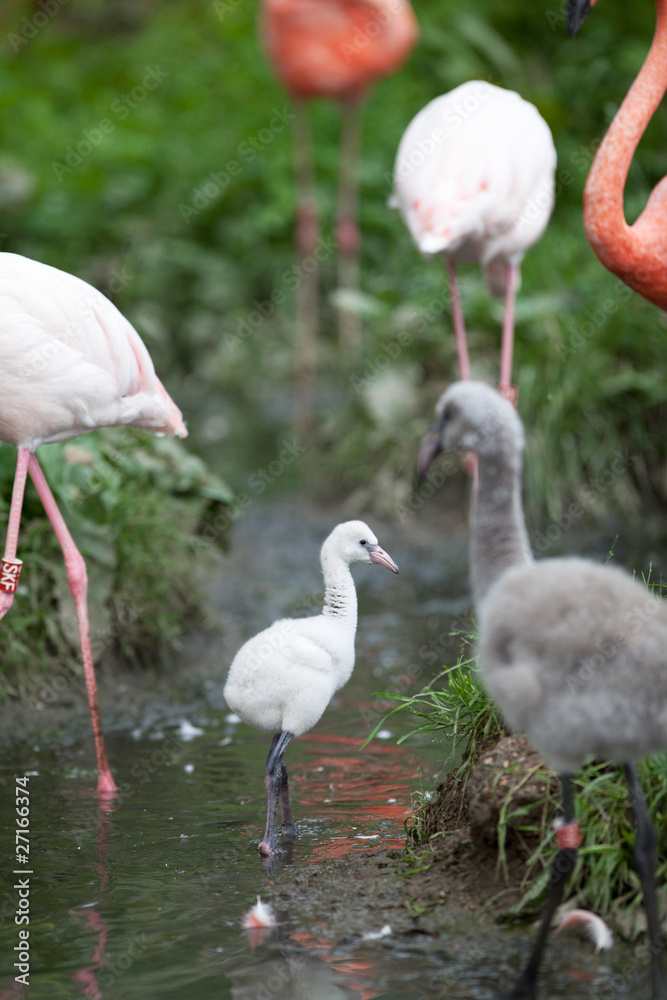 Obraz premium Pink Flamingos