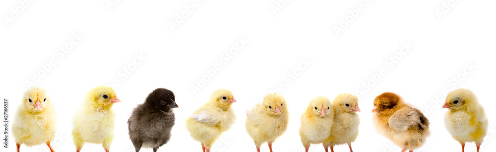 Set of chickens