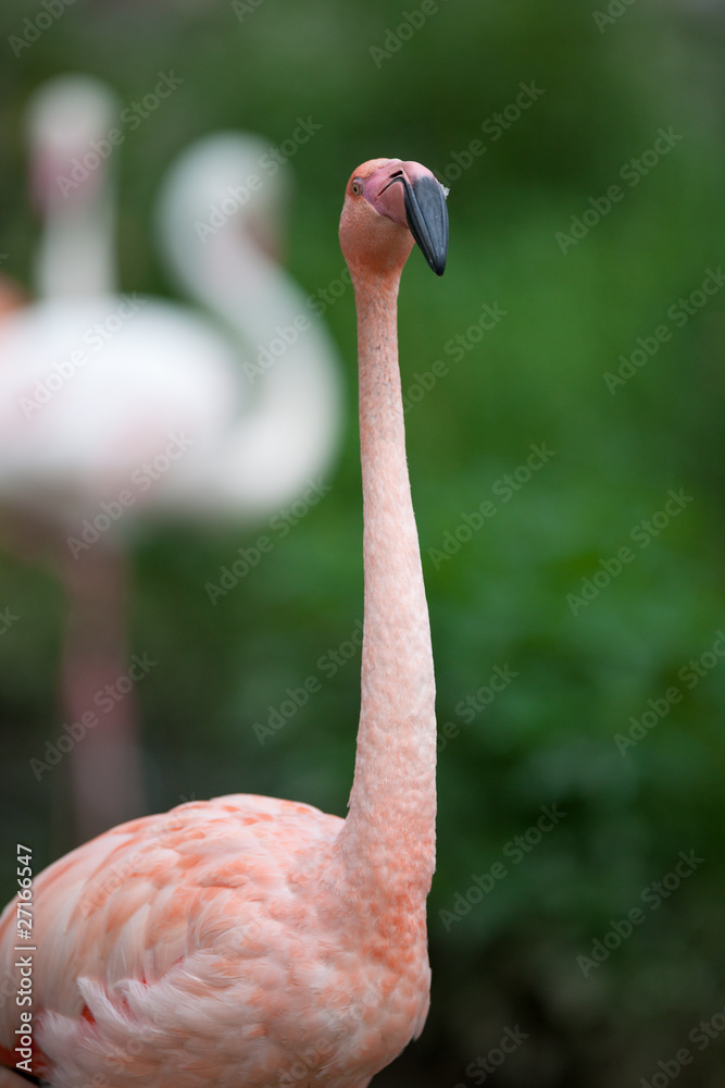 Fototapeta premium Pink Flamingos