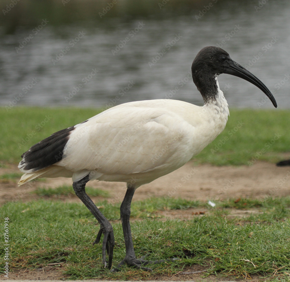 Obraz premium ibis blanc