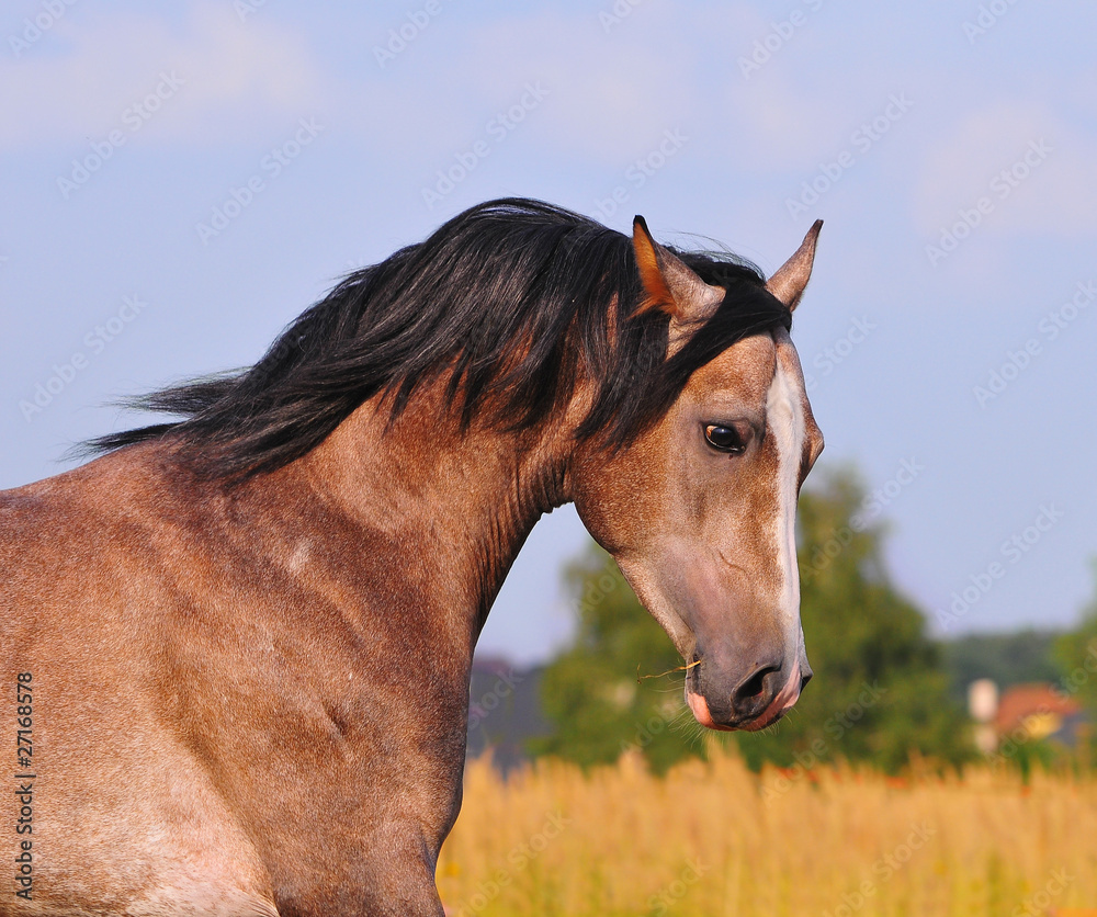 Obraz arab horse portrait