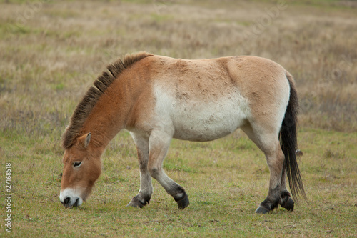 Fototapeta Naklejka Na Ścianę i Meble -  Konik Pony