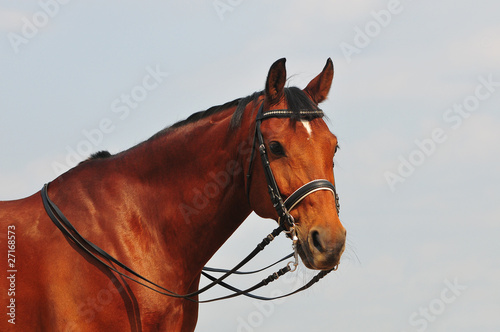 dressage horse