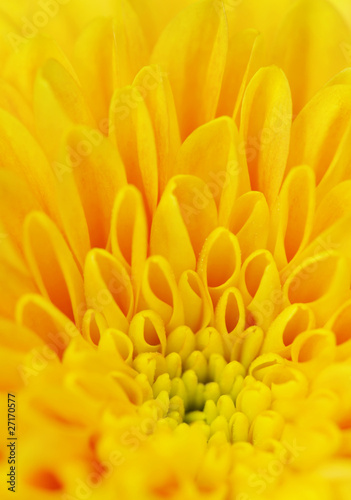 Petals of a yellow flower