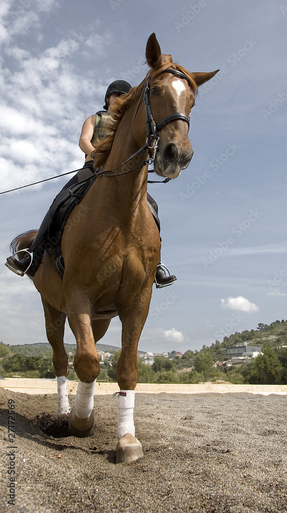 Obraz premium caballo trotando