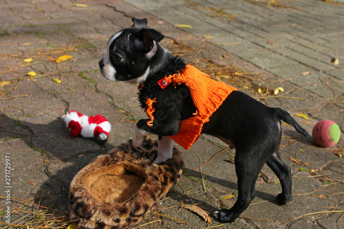 Boston Terrier Puppy