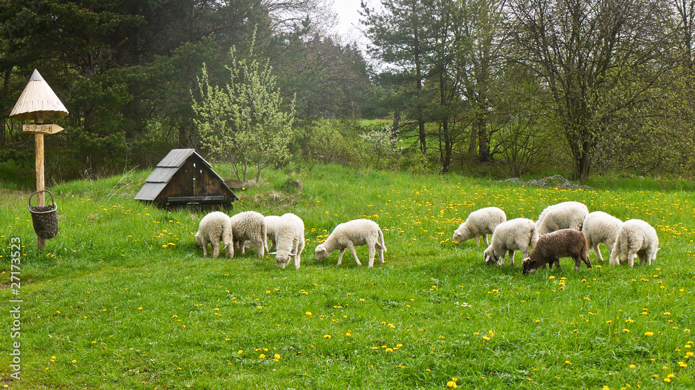 Obraz premium Flock of sheep