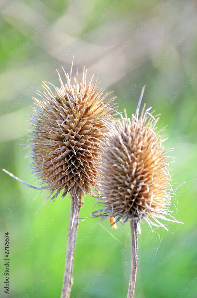 Withered thistles