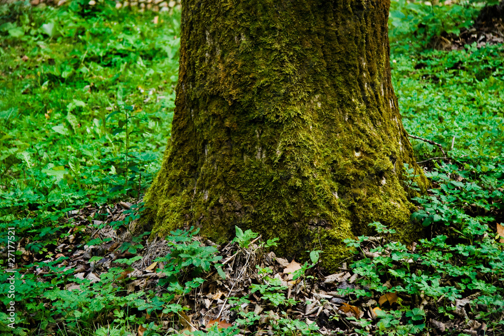 moss-covered tree trunk