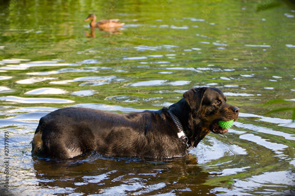 rottweiler playing in the water rottweiler playing in the water
