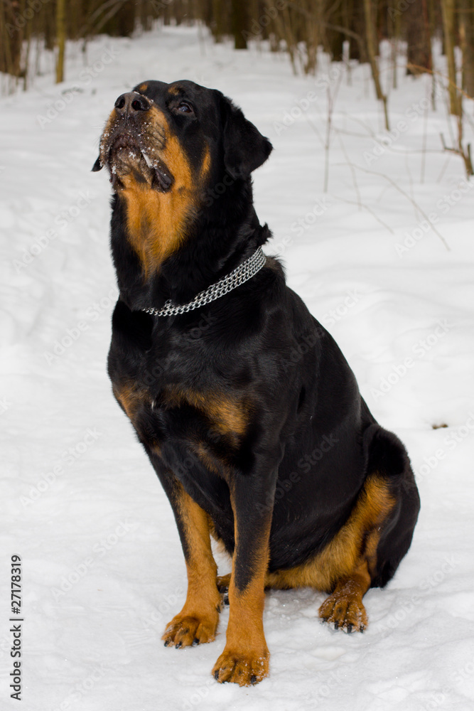The dog of breed Rottweiler on snow