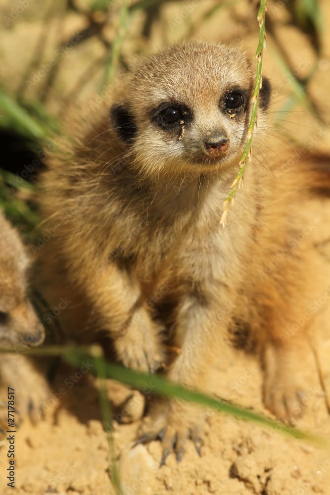 Baby meerkat Baby meerkat