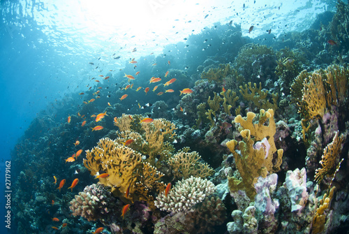 Vibrant and colourful underwater tropical coral reef scene.