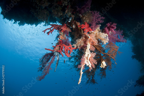 Vibrant and colourful underwater tropical coral reef scene. © caan2gobelow
