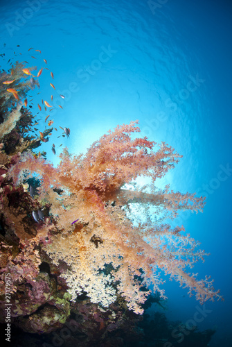 Vibrant and colourful underwater tropical soft coral reef scene.