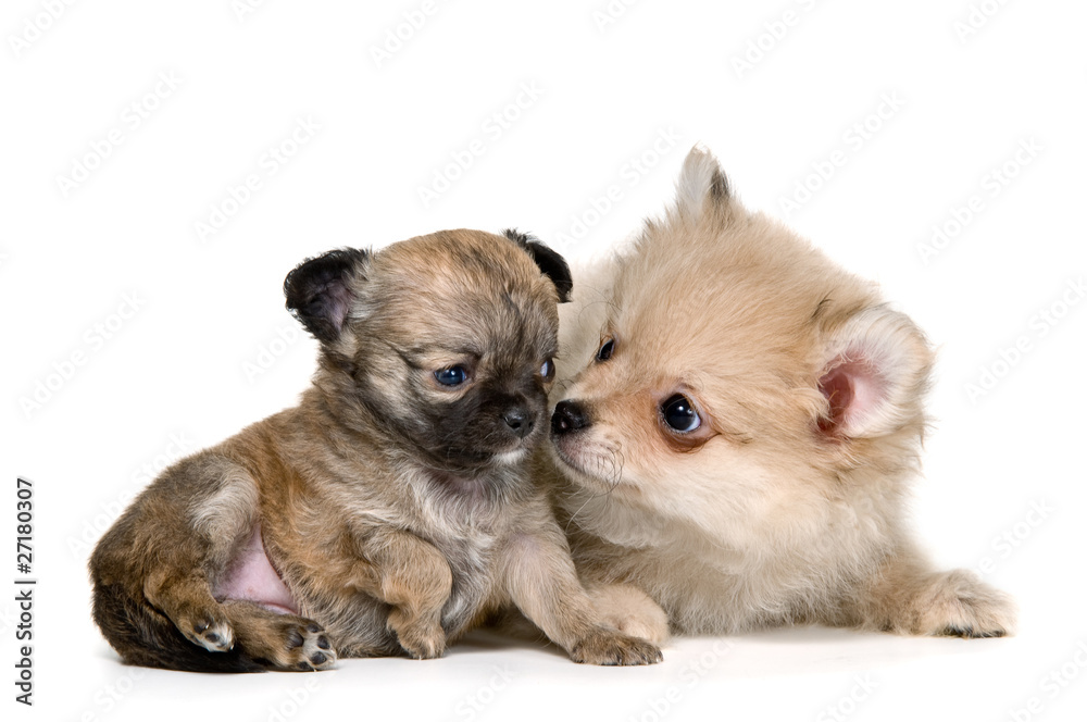 Two puppies in studio on a neutral background