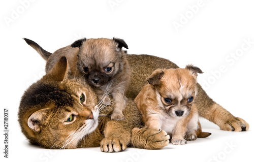 Cat and puppies of the chihuahua in studio