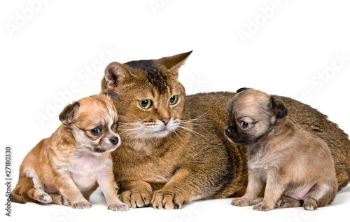 Cat and puppies of the chihuahua in studio