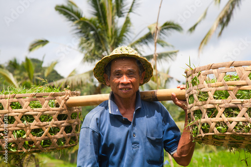 Rice farmer
