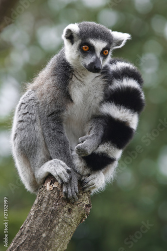 lemur