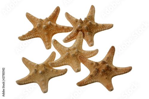 Isolated star fish