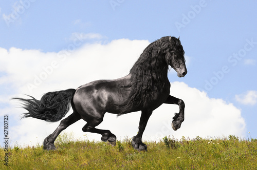 black friesian horse on the meadow