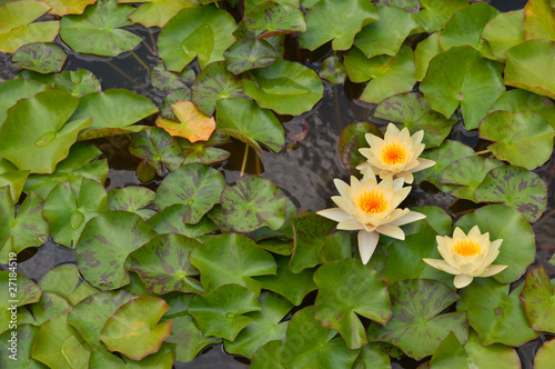 Three Water Lilies