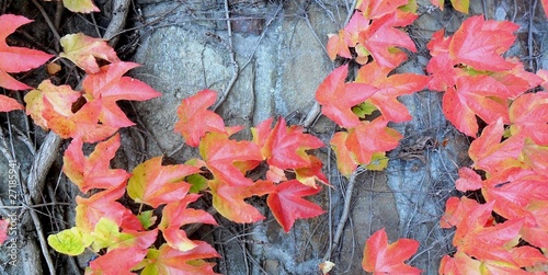 Herbstblätter