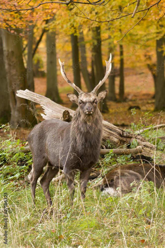 Male red deer sitting on a wood ground in autumn Male red deer sitting on a wood ground in autumn