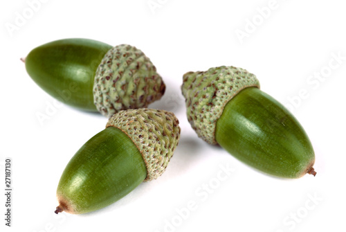 Three acorns on white background